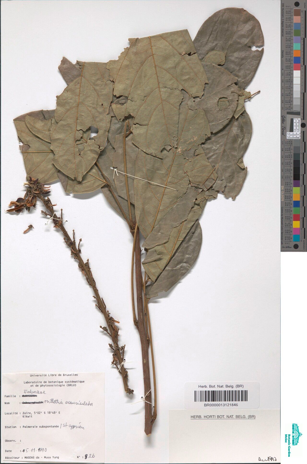 Millettia exauriculata — houseplant care guide