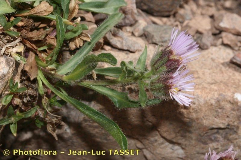 Erigeron paolii habit
