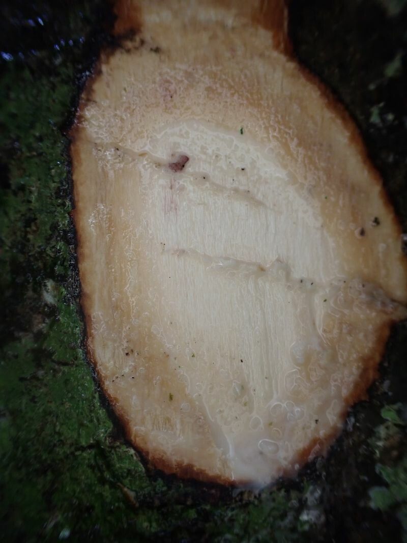 Sloetiopsis usambarensis bark