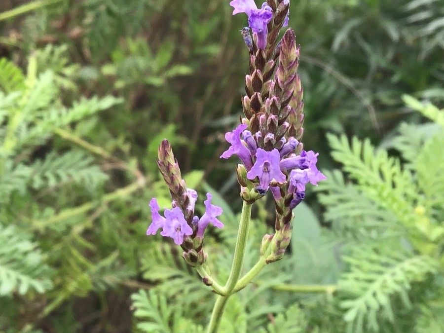 Lavandula buchii flower