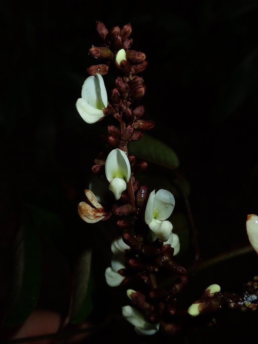 Millettia harmsiana other