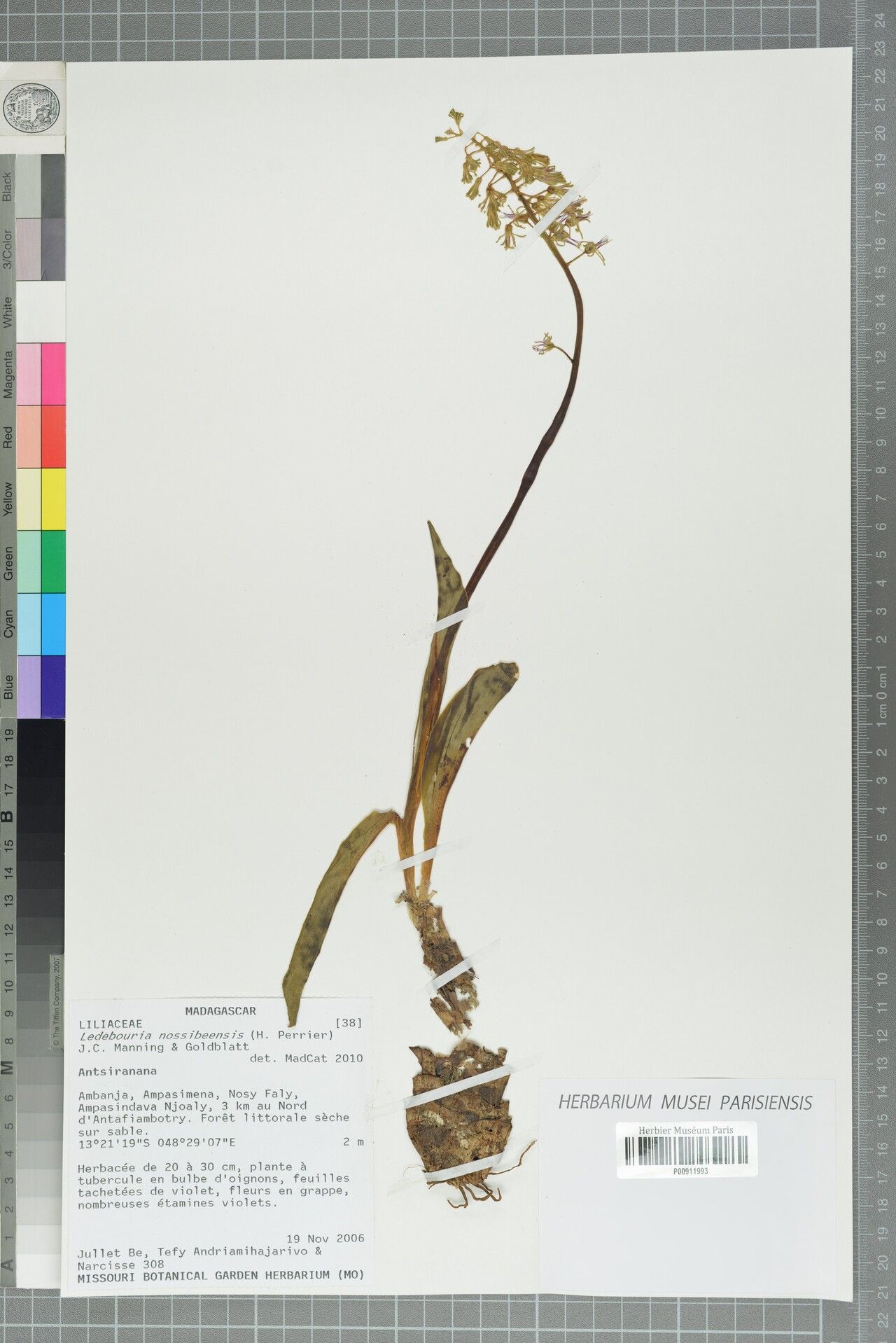 Ledebouria nossibeensis — search result for 'Ledebouria'