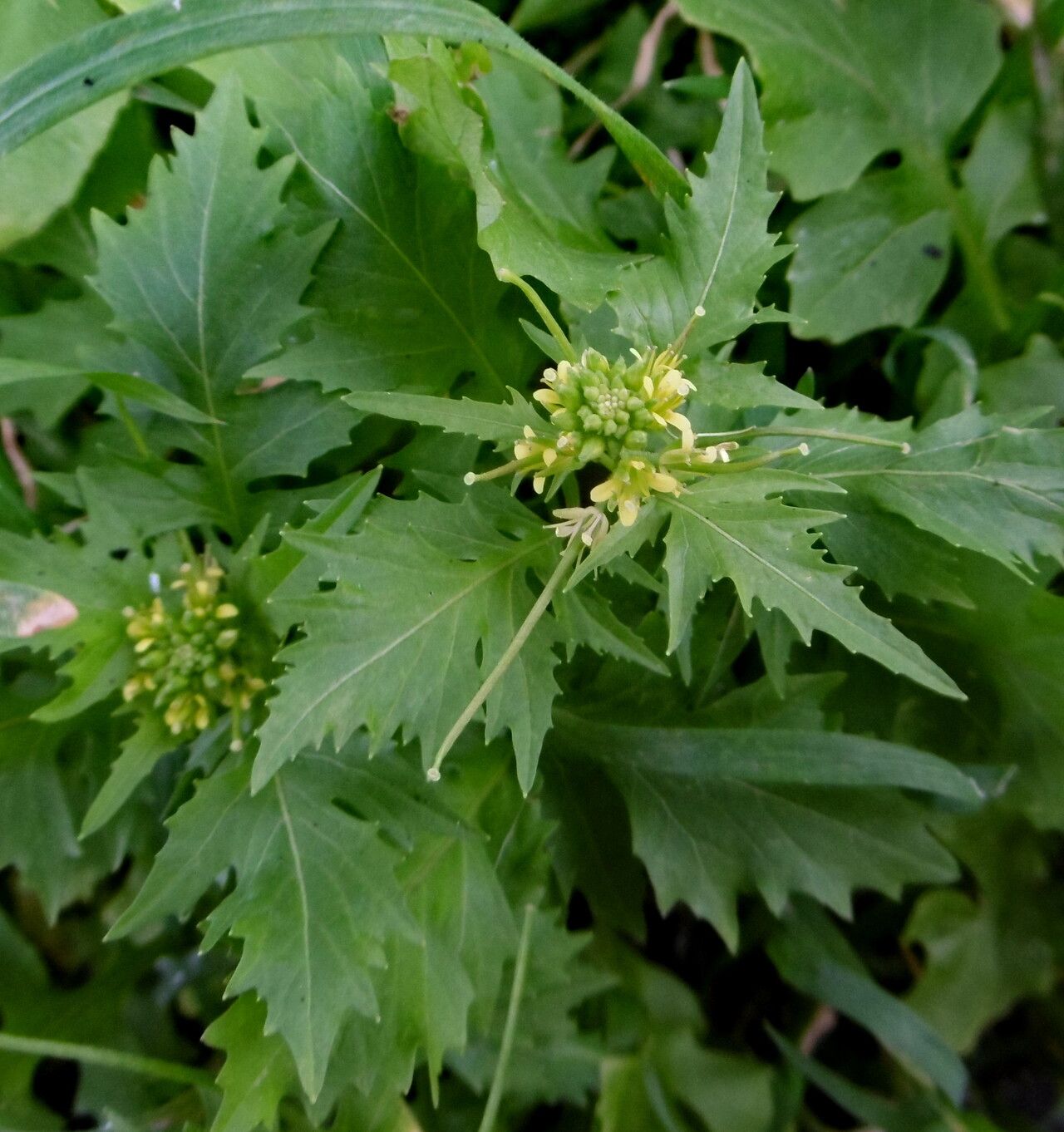 Erucastrum canariense habit