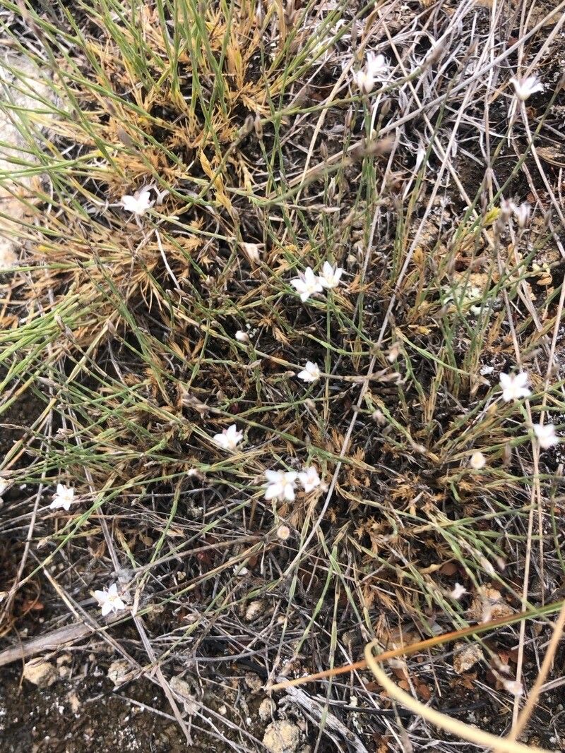 Sabulina tenuifolia — houseplant care guide