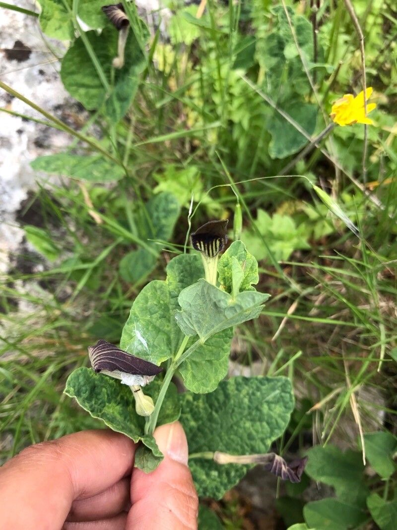 Aristolochia tyrrhena — search result for 'Aristolochia'