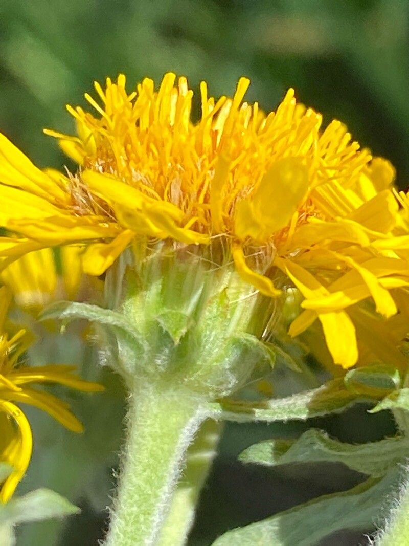 Pentanema helveticum flower