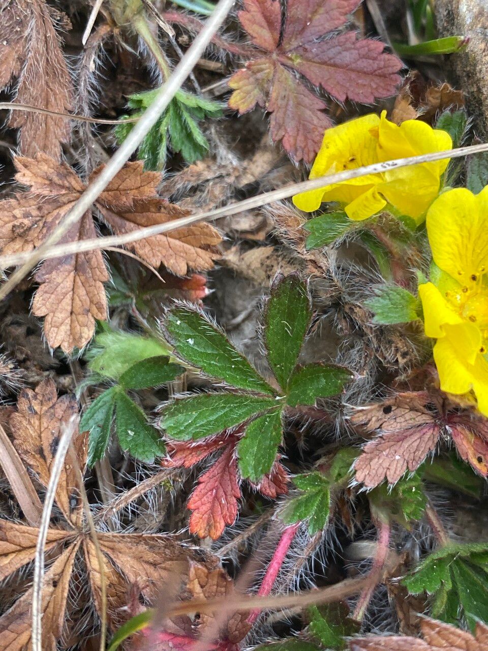 Potentilla crantzii leaf