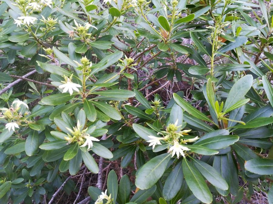 Scaevola montana habit