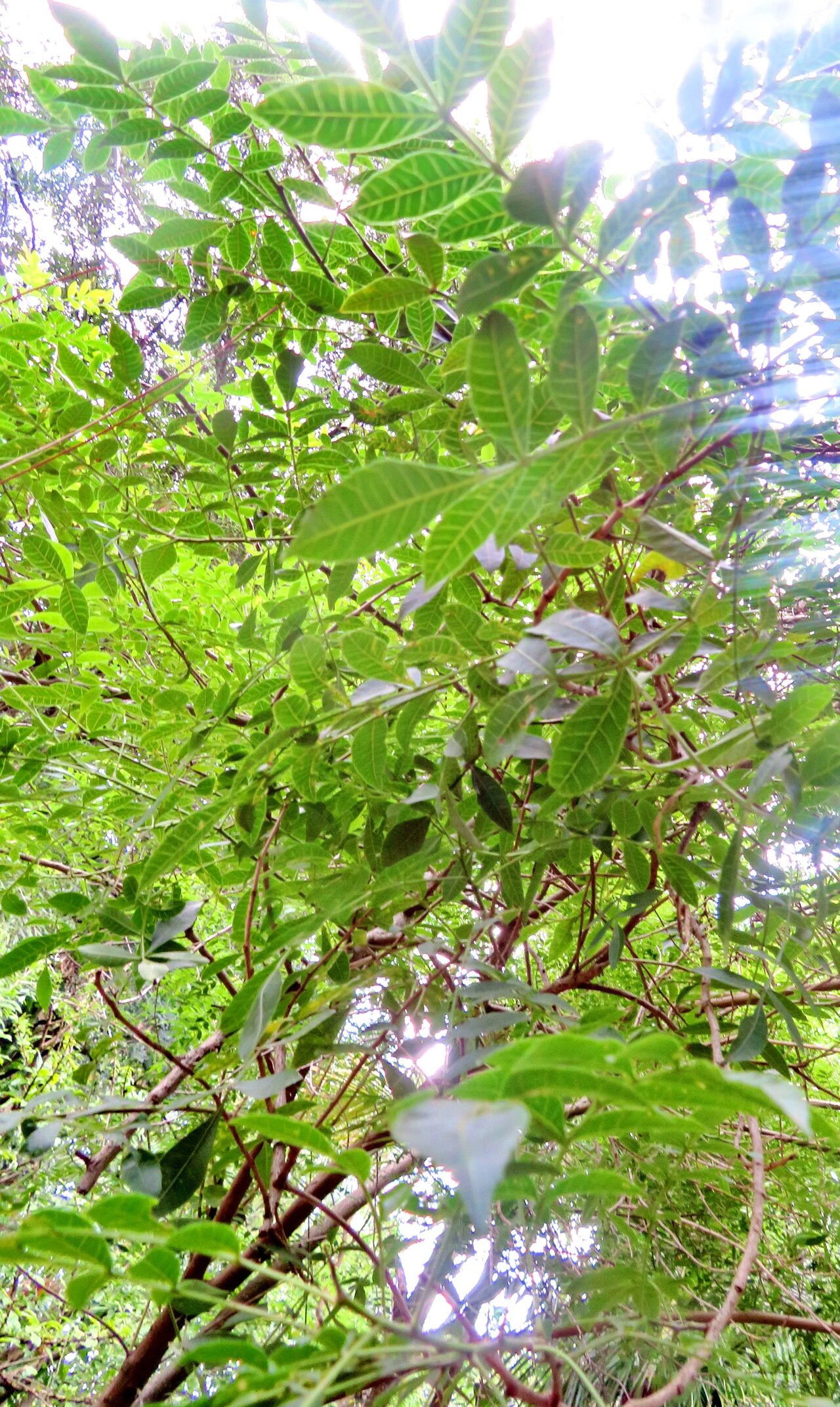 Spirotheca rivieri — related species from the same genus