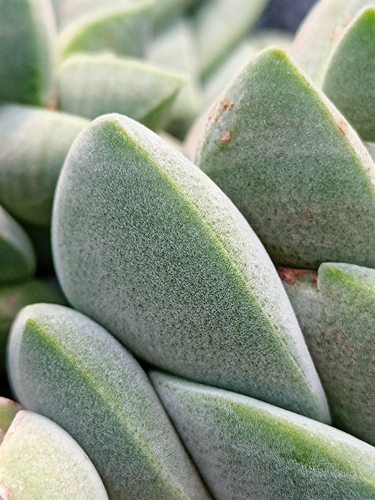 Crassula crenulata — houseplant care guide