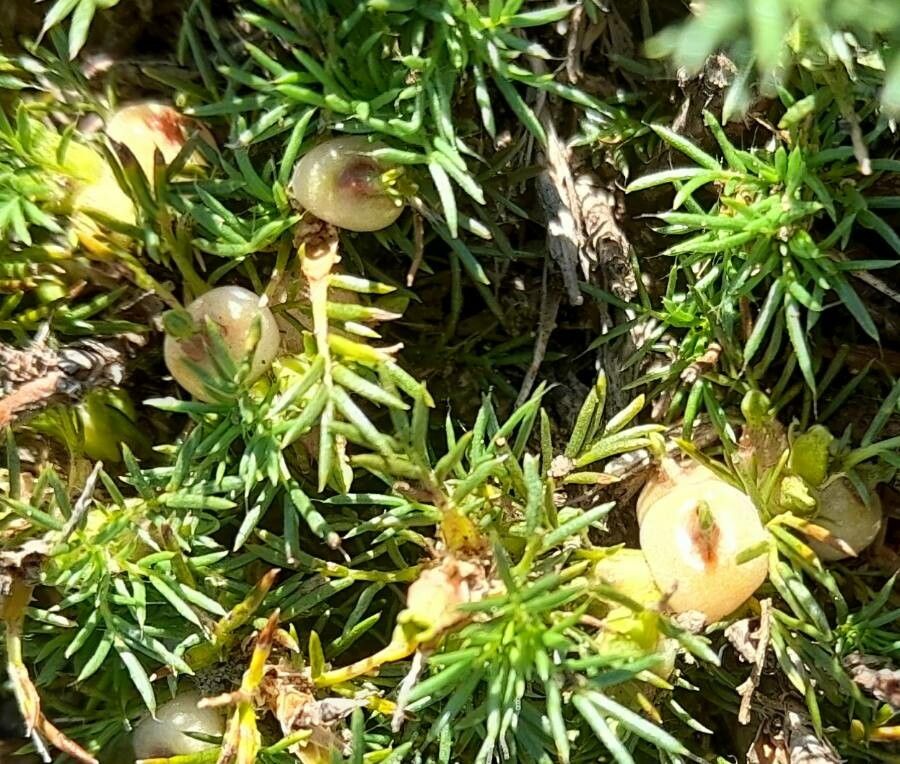 Margyricarpus pinnatus fruit