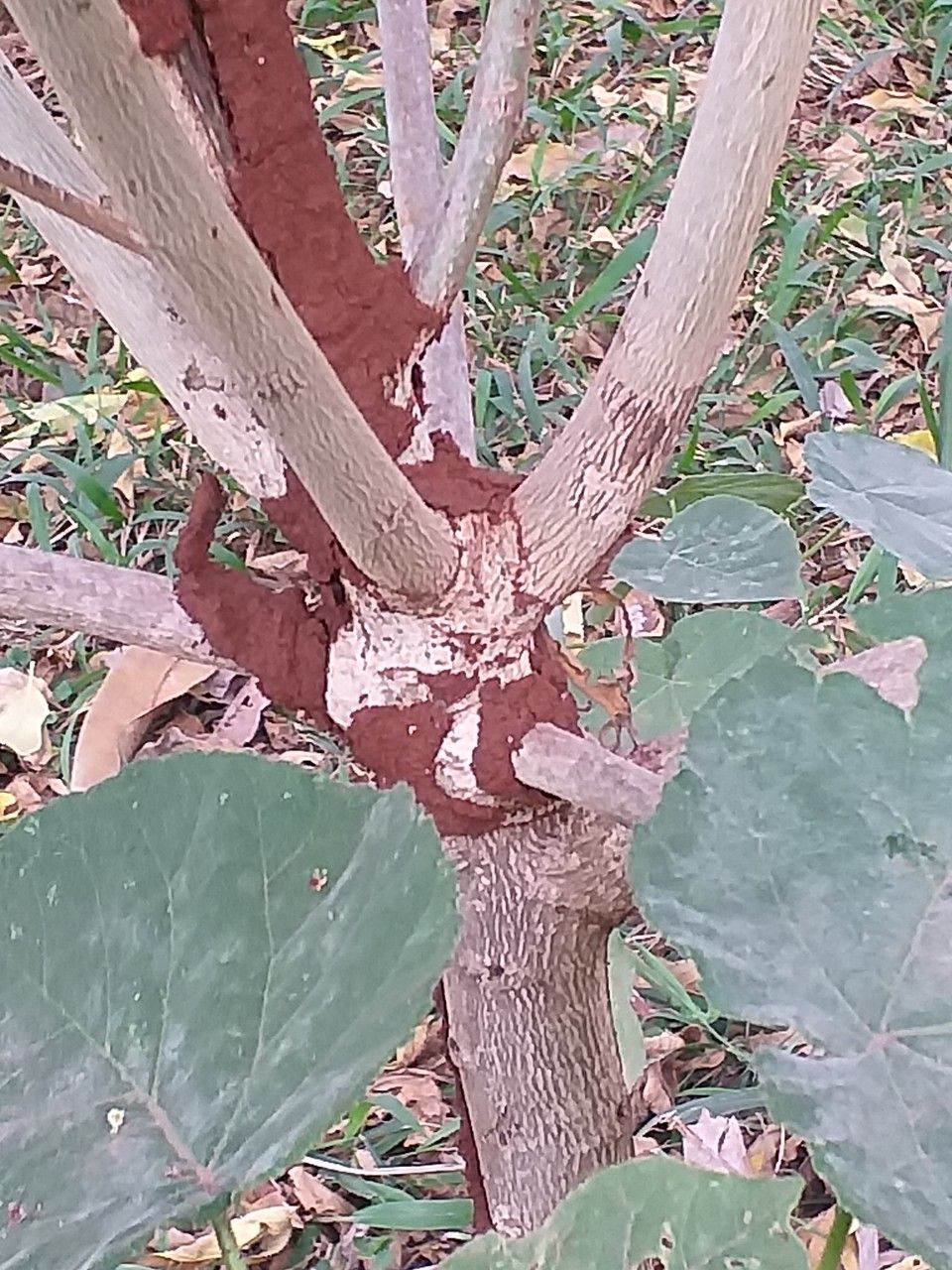Abutilon longicuspe bark