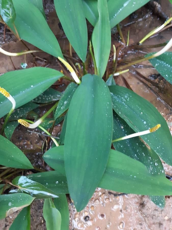 Orontium aquaticum — search result for 'Arum'