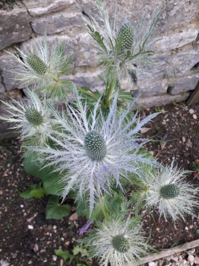 Eryngium alpinum flower