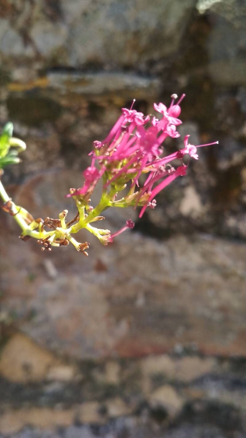 Valeriana nevadensis flower