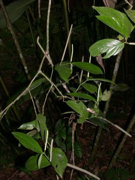 Piper silvivagum other