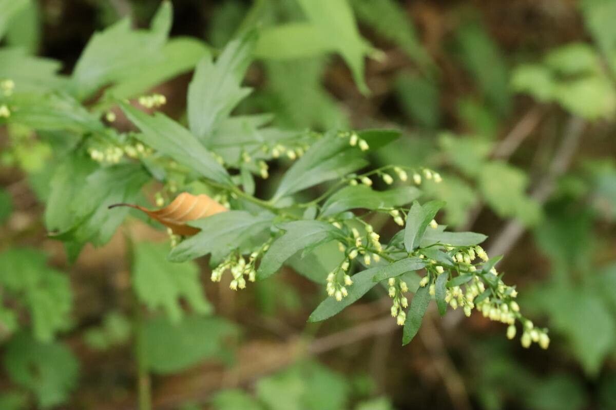 Artemisia keiskeana — search result for 'Artemisia'