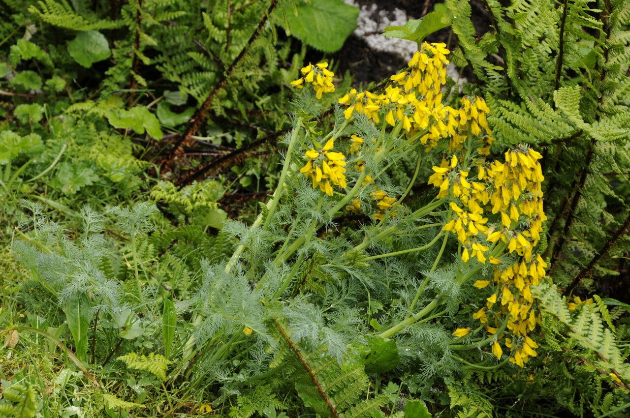 Corydalis meifolia — houseplant care guide