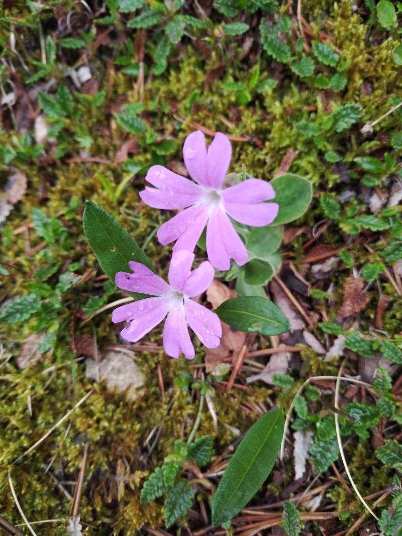 Primula kitaibeliana flower