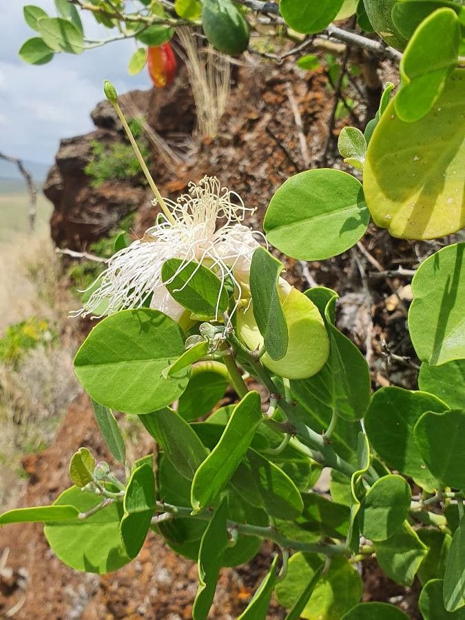 Capparis cartilaginea leaf