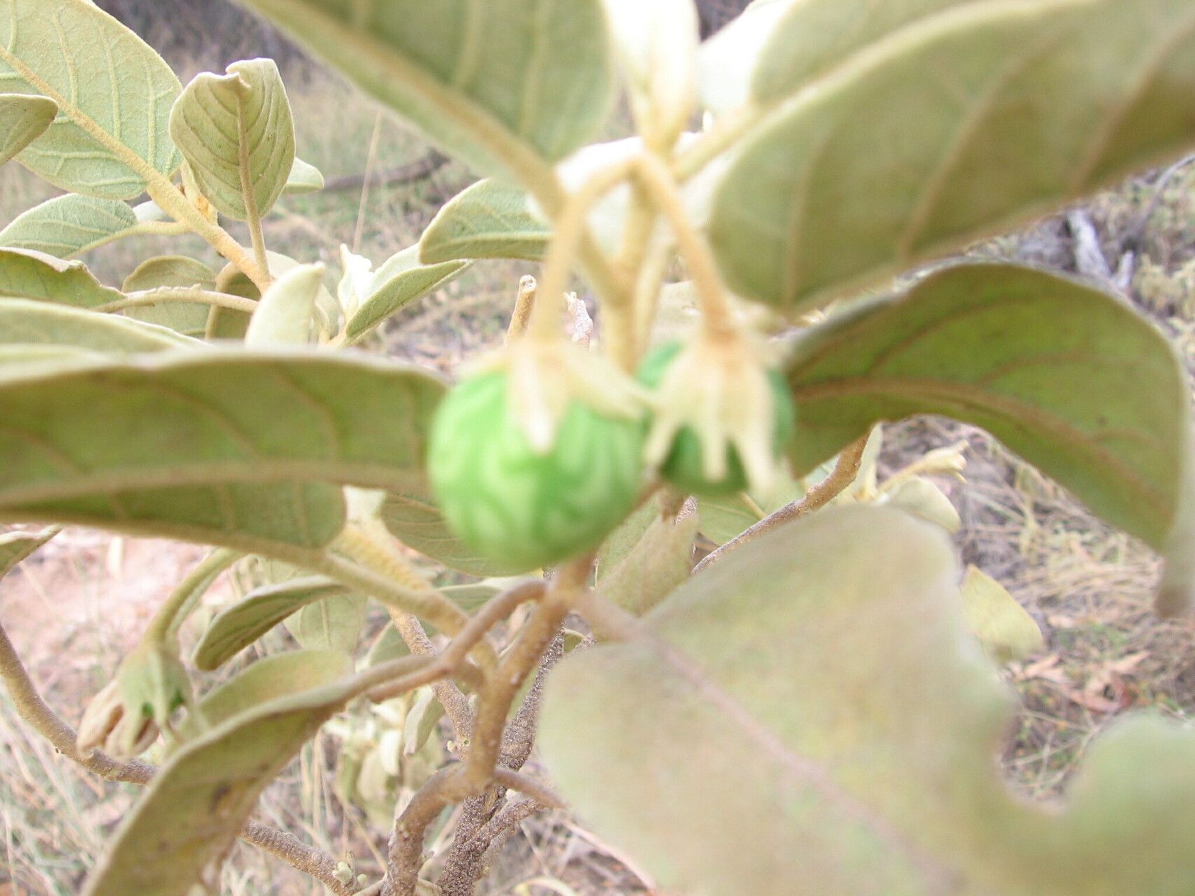 Solanum pisinnum — houseplant care guide