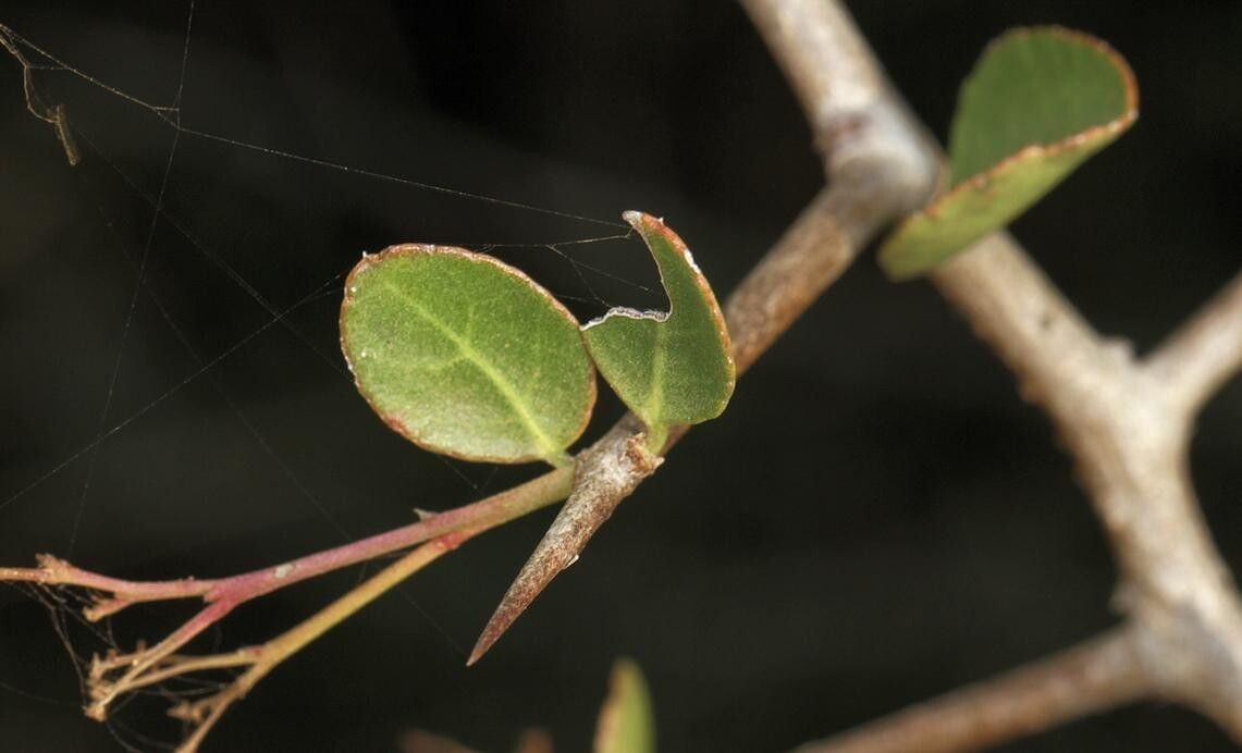 Gymnosporia maranguensis — houseplant care guide