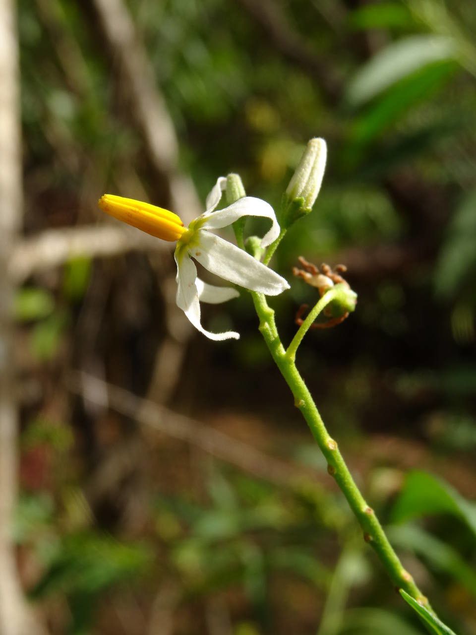 Solanum racemosum — houseplant care guide