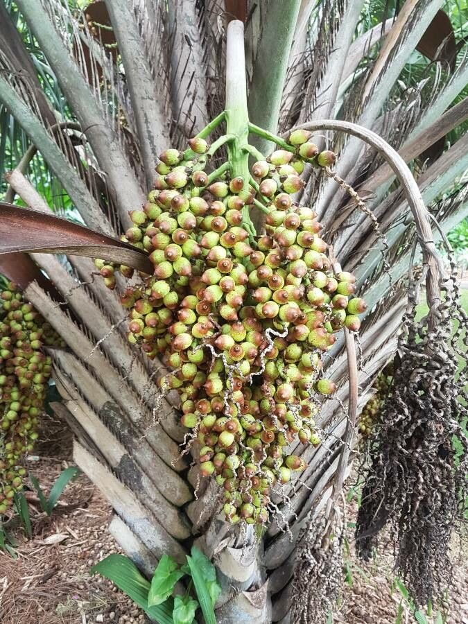 Syagrus oleracea fruit