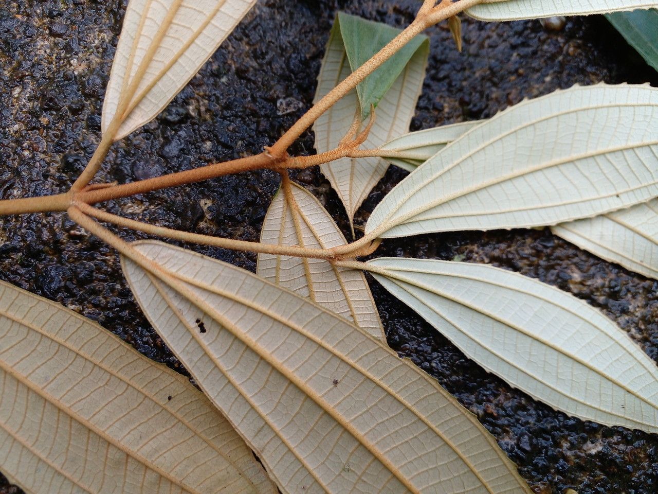 Miconia xalapensis — search result for 'Miconia'