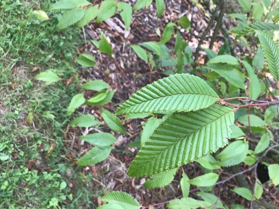 Alnus pendula — search result for 'Alnus'