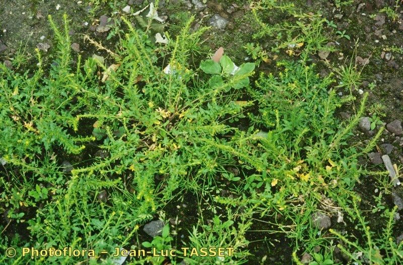 Sisymbrium polyceratium habit