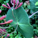 Lonicera sempervirens