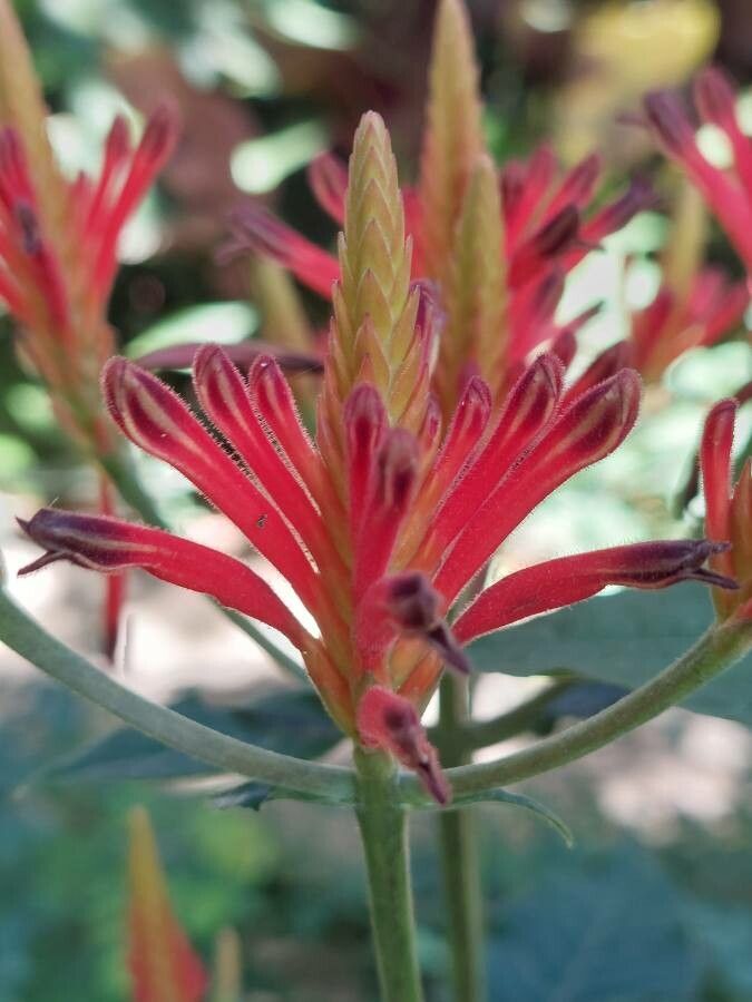 Aphelandra longiflora flower
