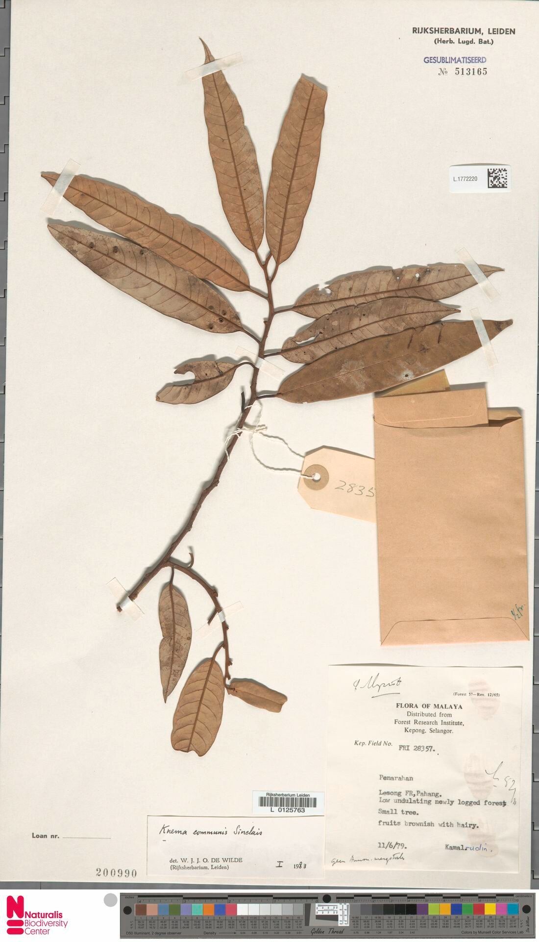 Knema communis — related species from the same genus