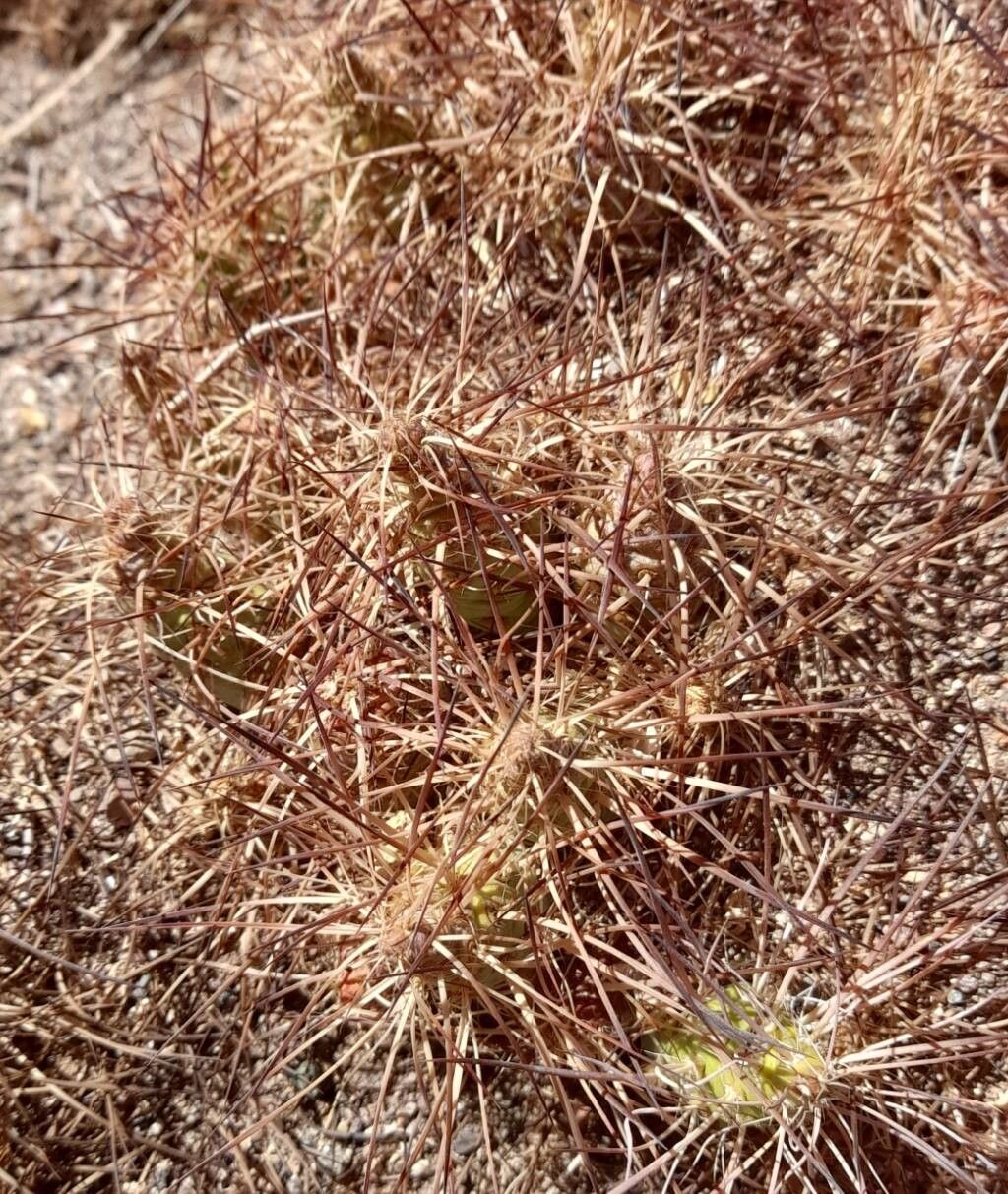 Maihueniopsis colorea bark