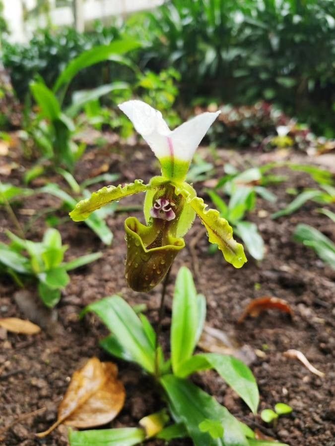 Paphiopedilum spicerianum habit