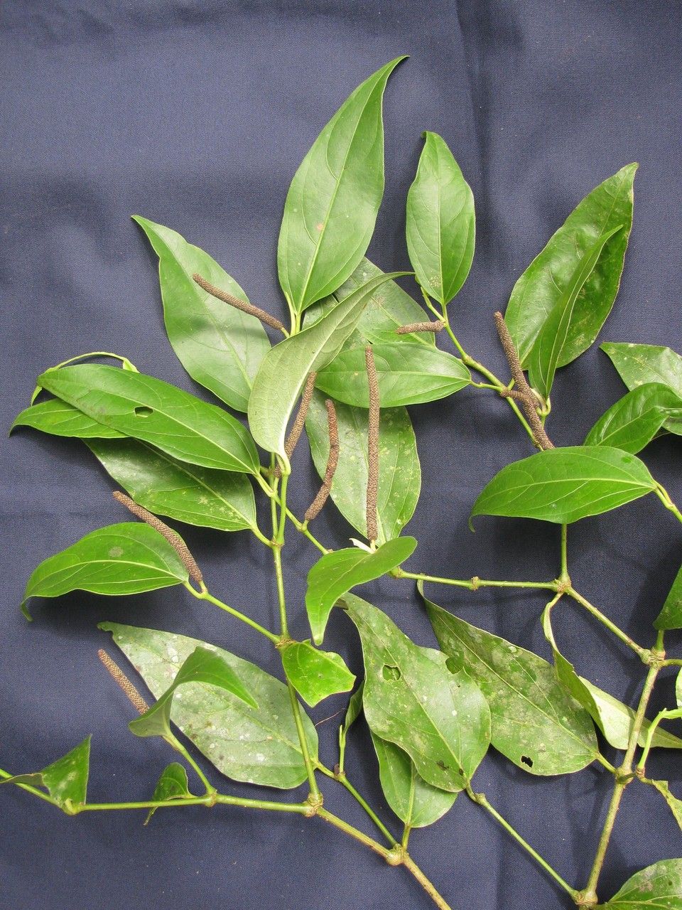 Piper asymmetricum other