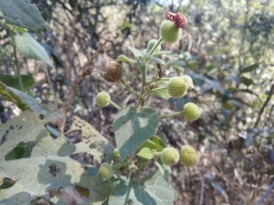 Pavonia malacophylla — search result for 'Pavonia'