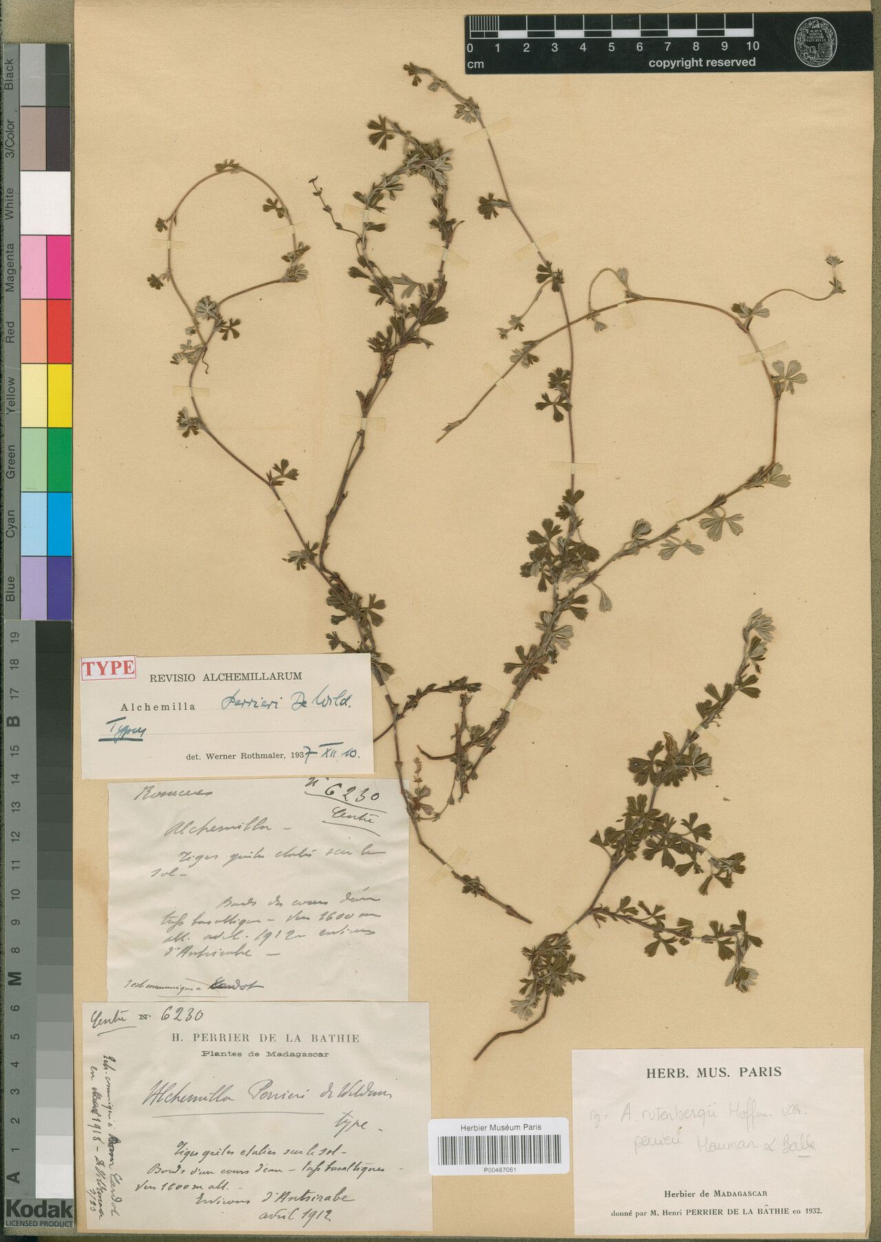 Alchemilla perrieri — houseplant care guide