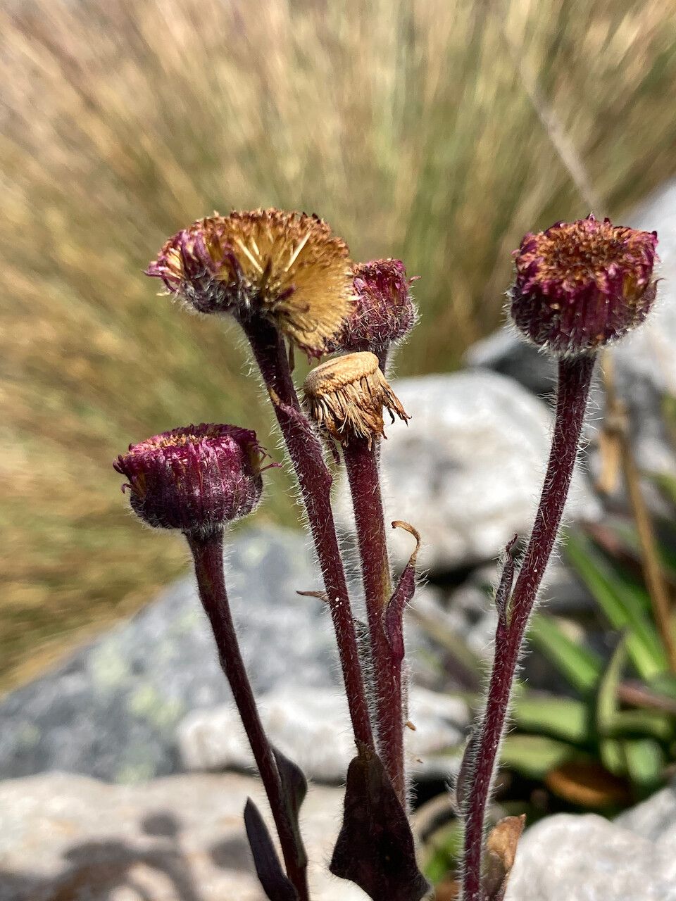 Erigeron ecuadoriensis fruit