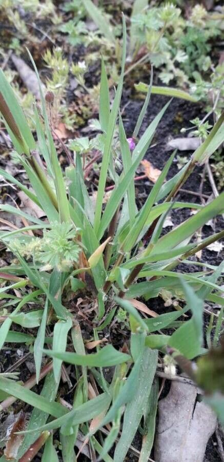Anthoxanthum odoratum leaf