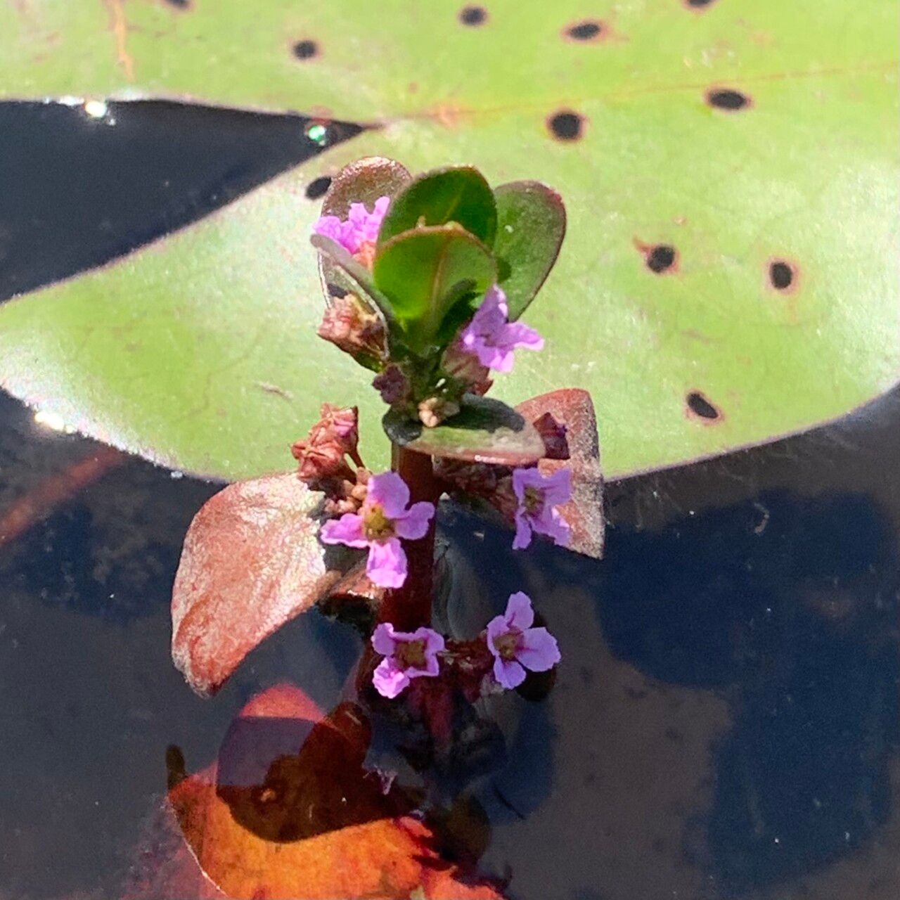 Ammannia crassicaulis flower