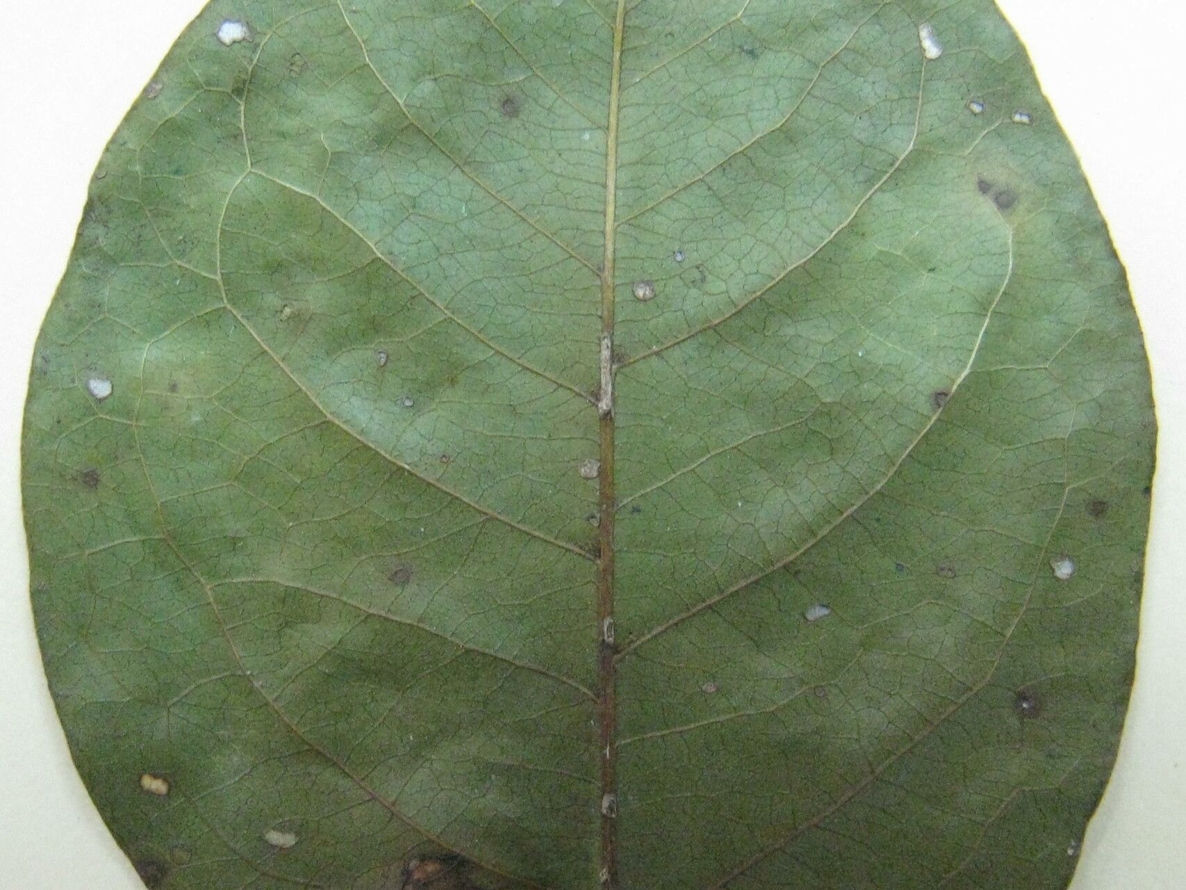 Terminalia guyanensis — search result for 'Terminalia'