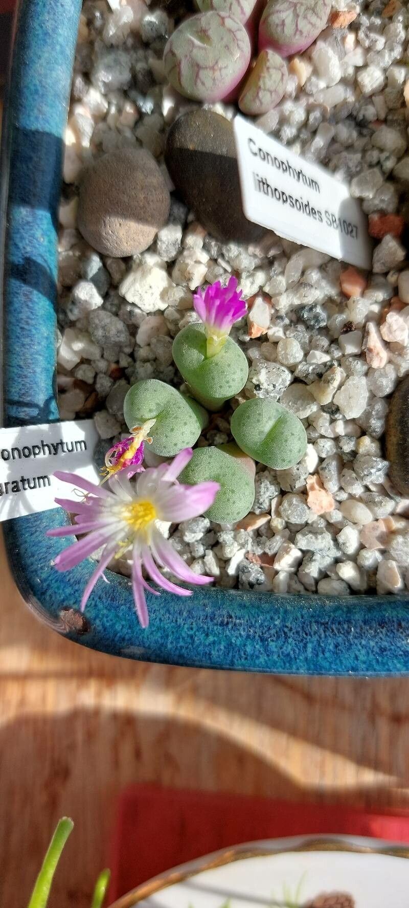 Conophytum jucundum leaf