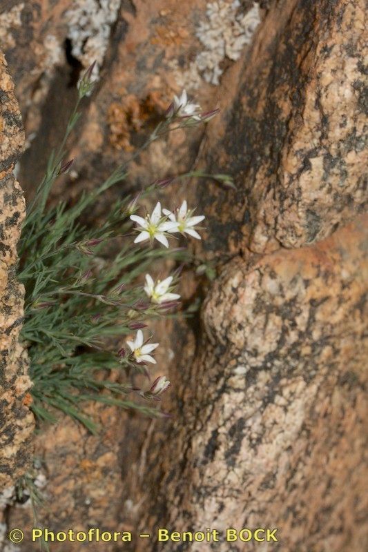 Minuartia stereoneura habit