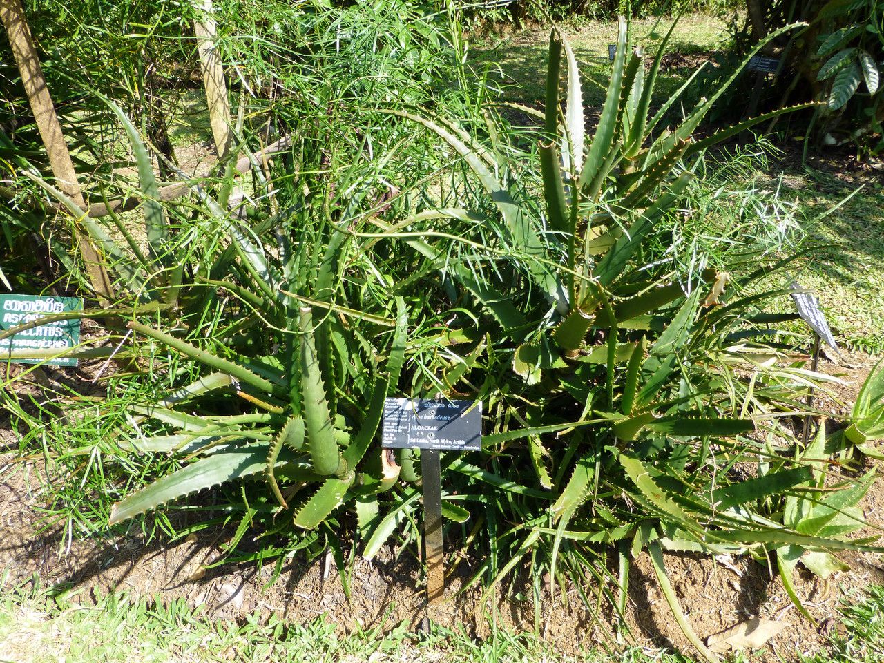 Aloe rupestris habit