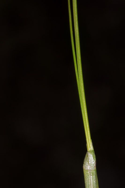 Carex sempervirens — search result for 'Cyperaceae'