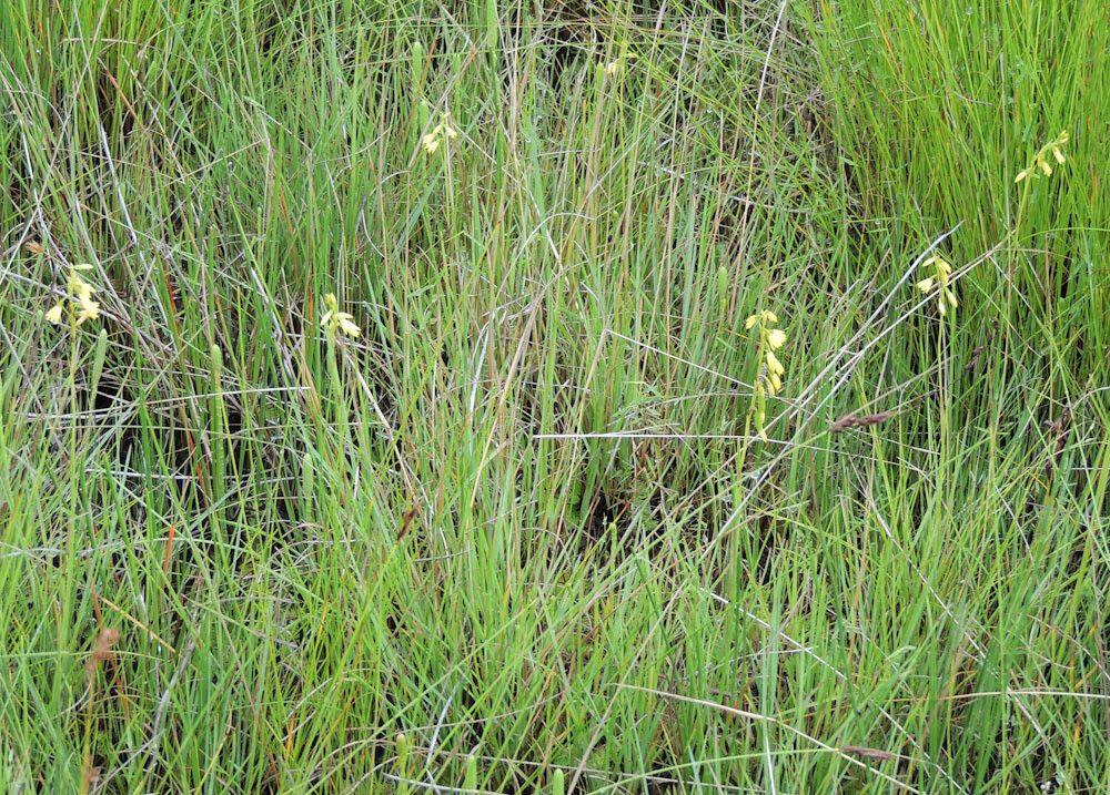 Eulophia milnei habit