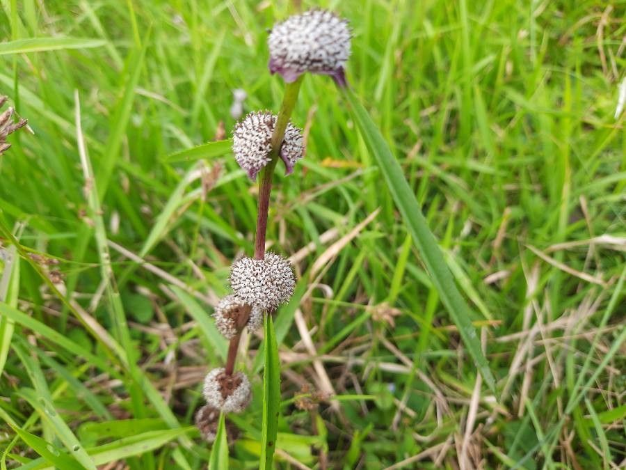 Caesulia axillaris flower