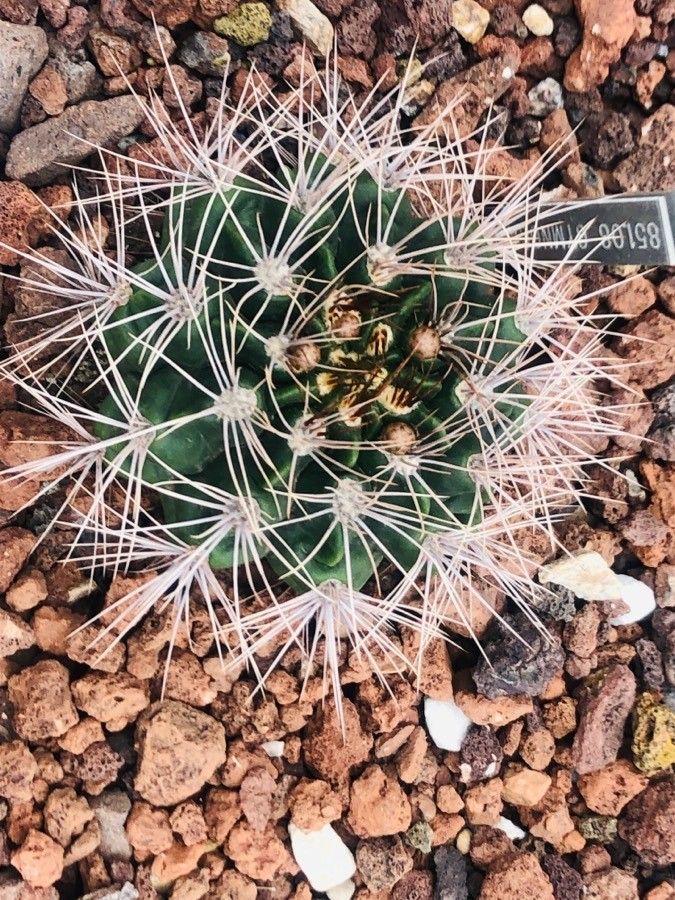 Gymnocalycium gibbosum — search result for 'Gymnocalycium'